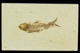Detailed Fossil Fish (Knightia) - Wyoming #120442-1